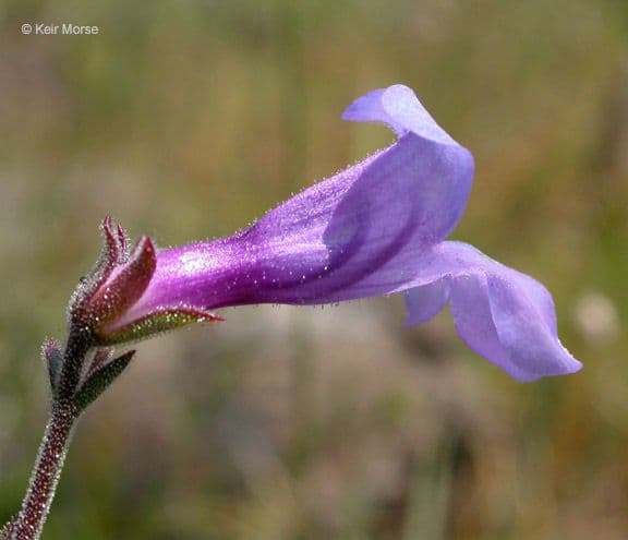 Penstemon