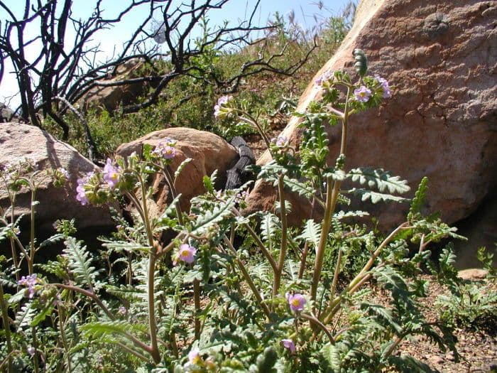 Fackelblume 6