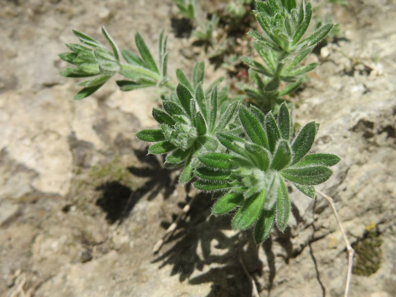 Galium 16