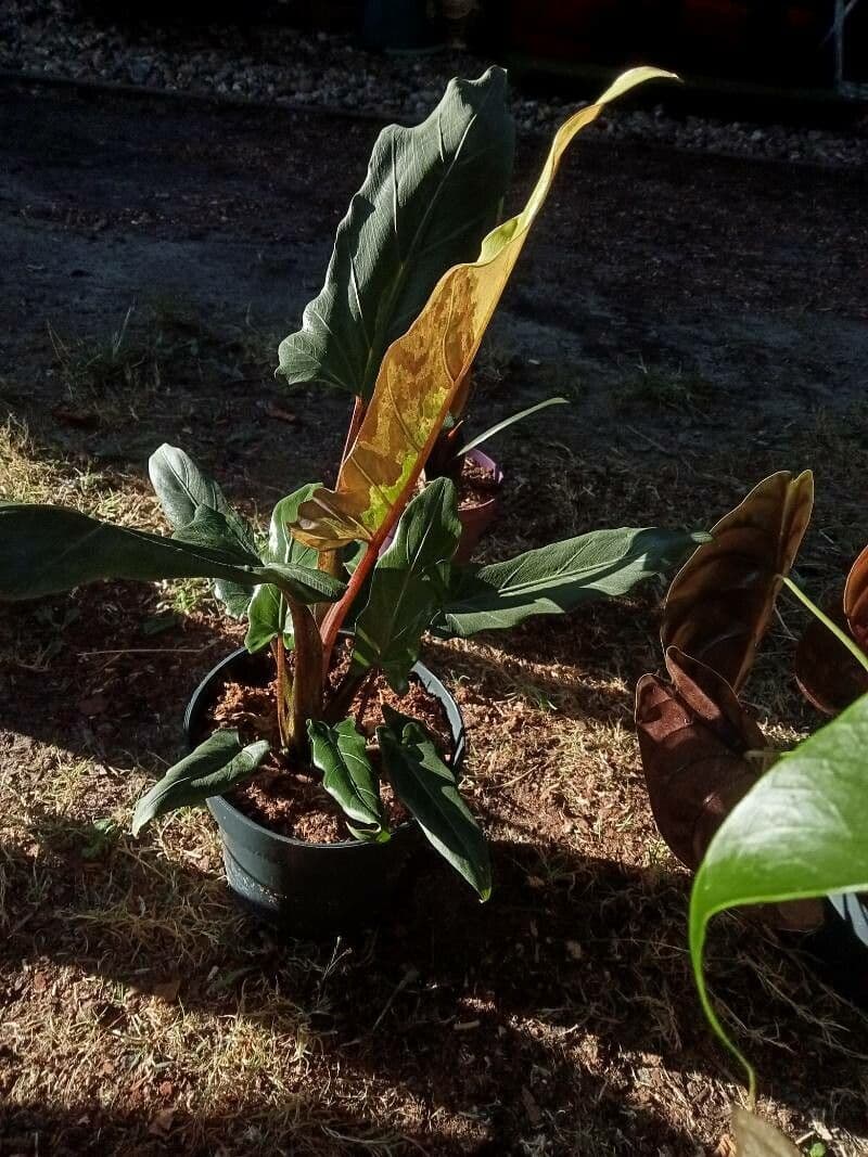 Monstera Lauterbacha 3