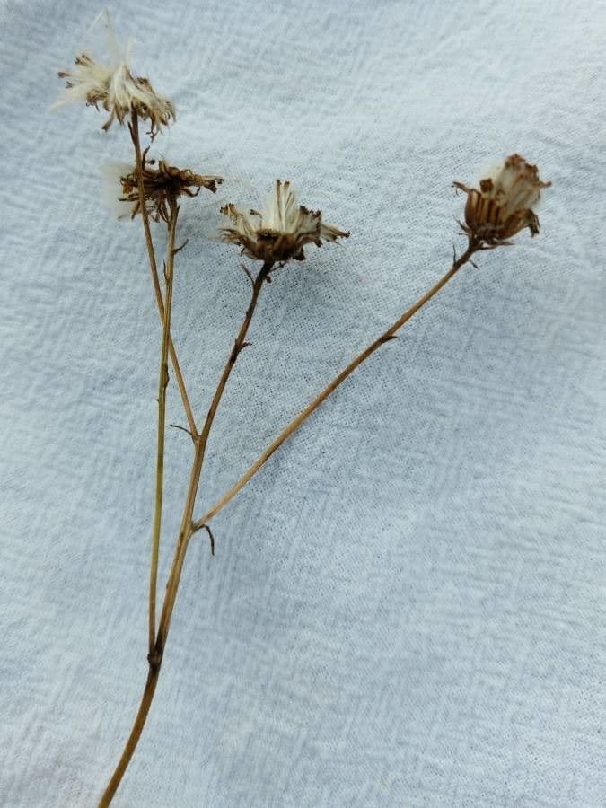 Schmalblättriges Greiskraut 2