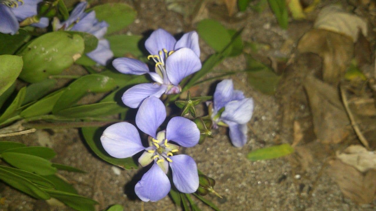 Guaiaco sacro 7
