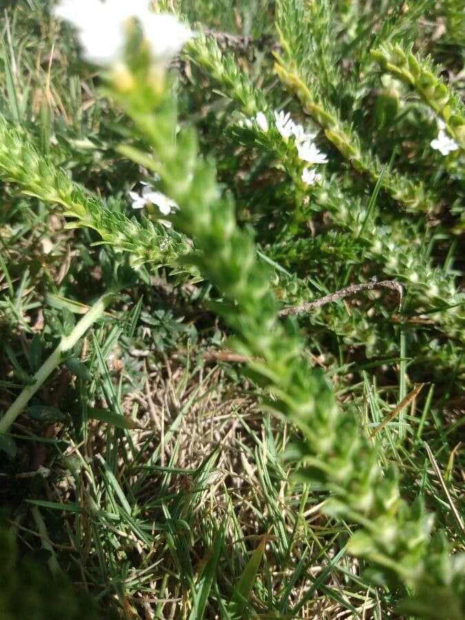Euploca polyphylla 11