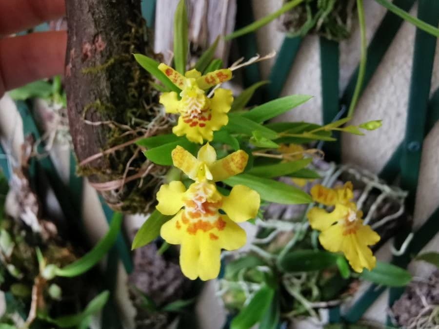 Orchidea cresta di gallo 3