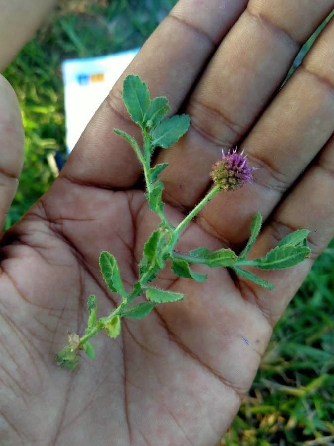 Sphaeranthus 14