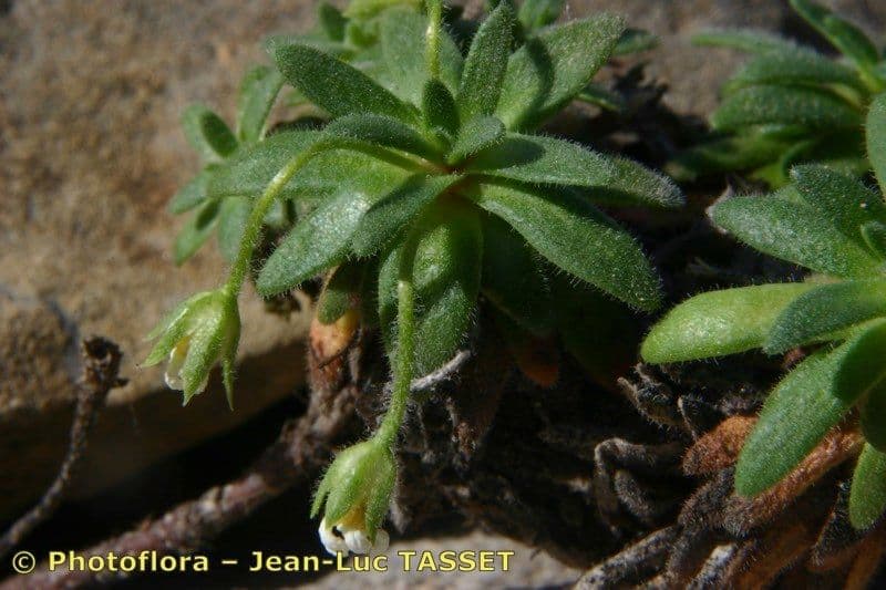 Androsace cilindrica 5
