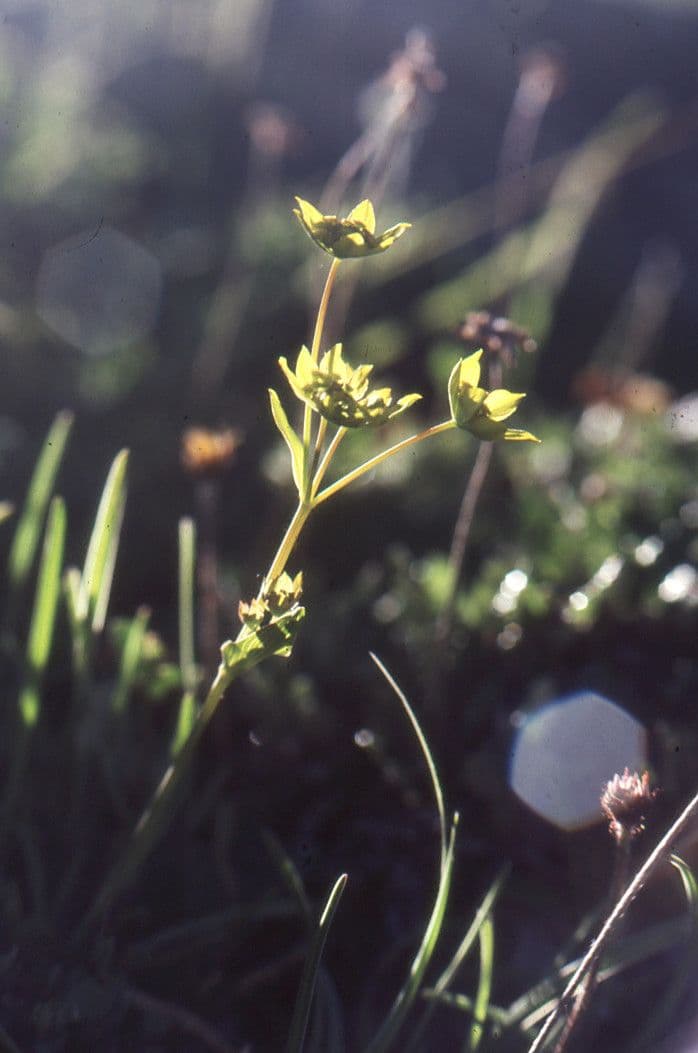 Bupleuro ranuncoloide 6
