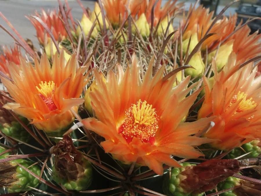 Ferocactus wislizeni