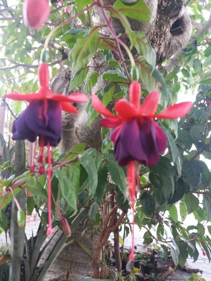 Fuchsien 8