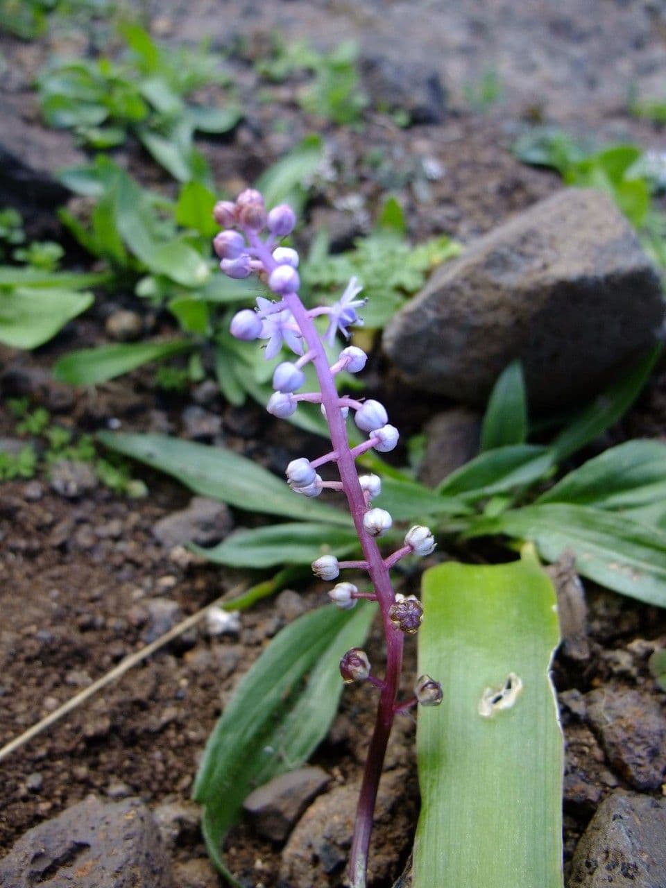 Scilla 11