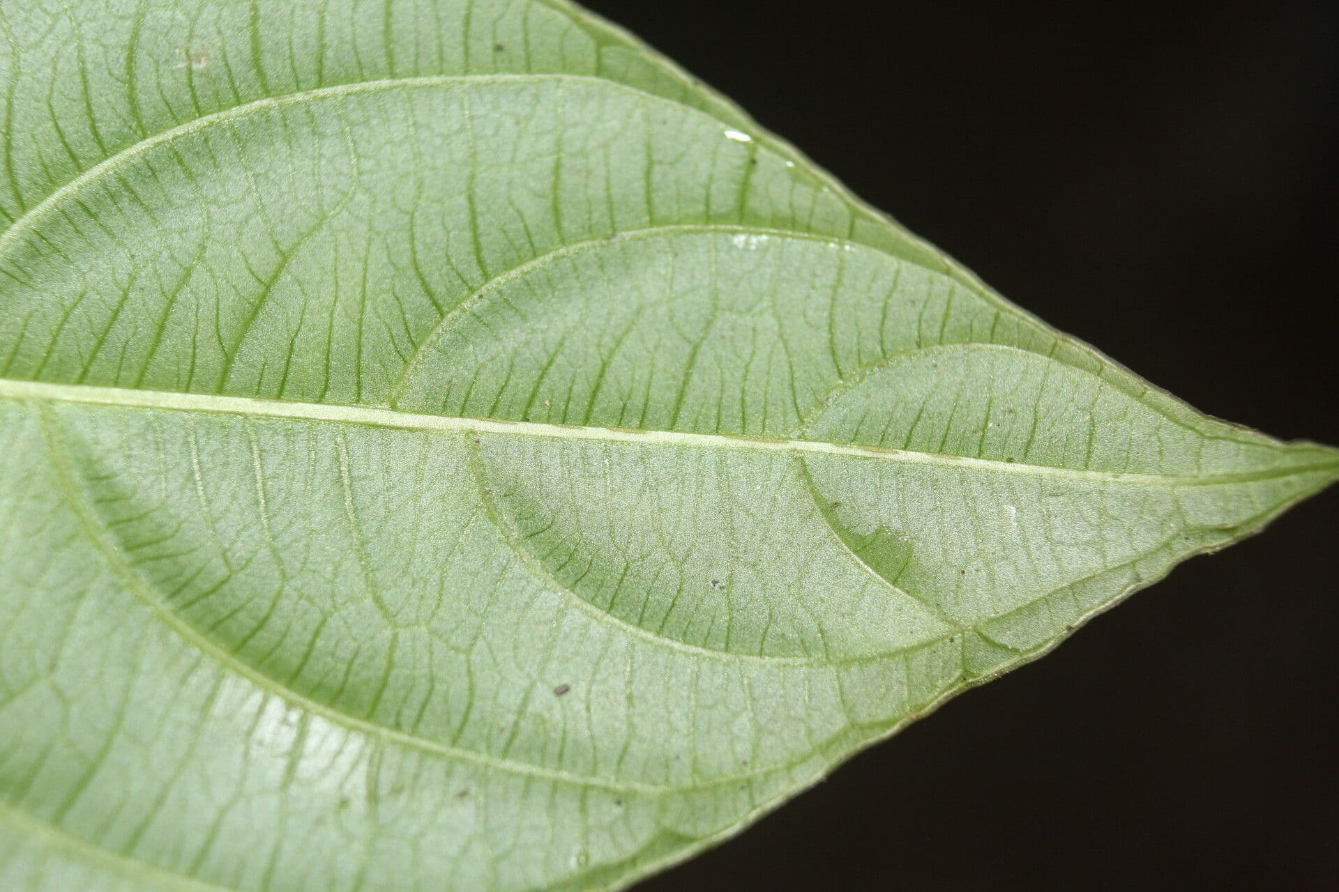 Palicourea 8