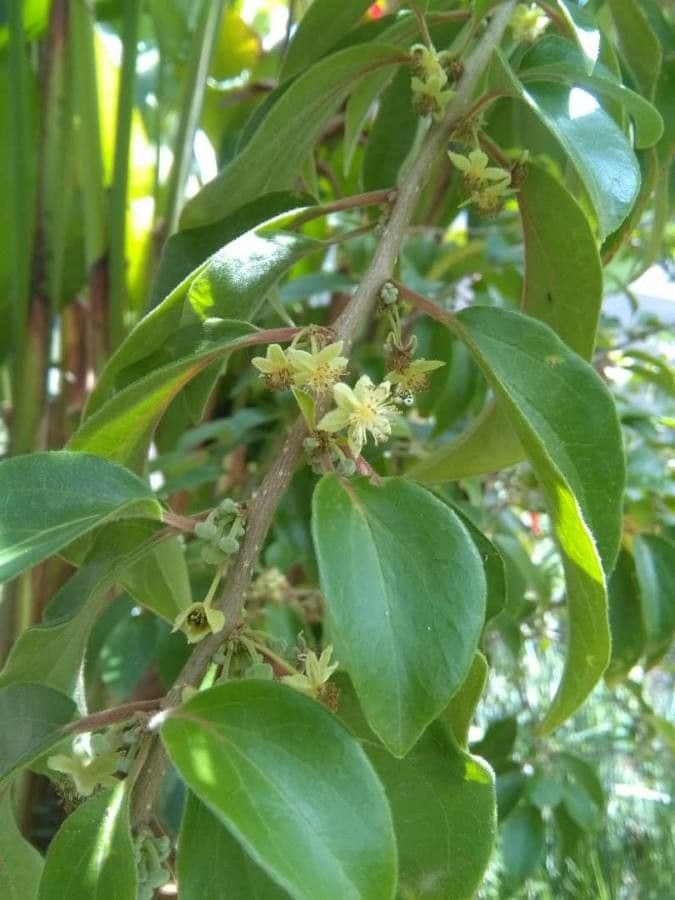 Dovyalis del Ceylon 6