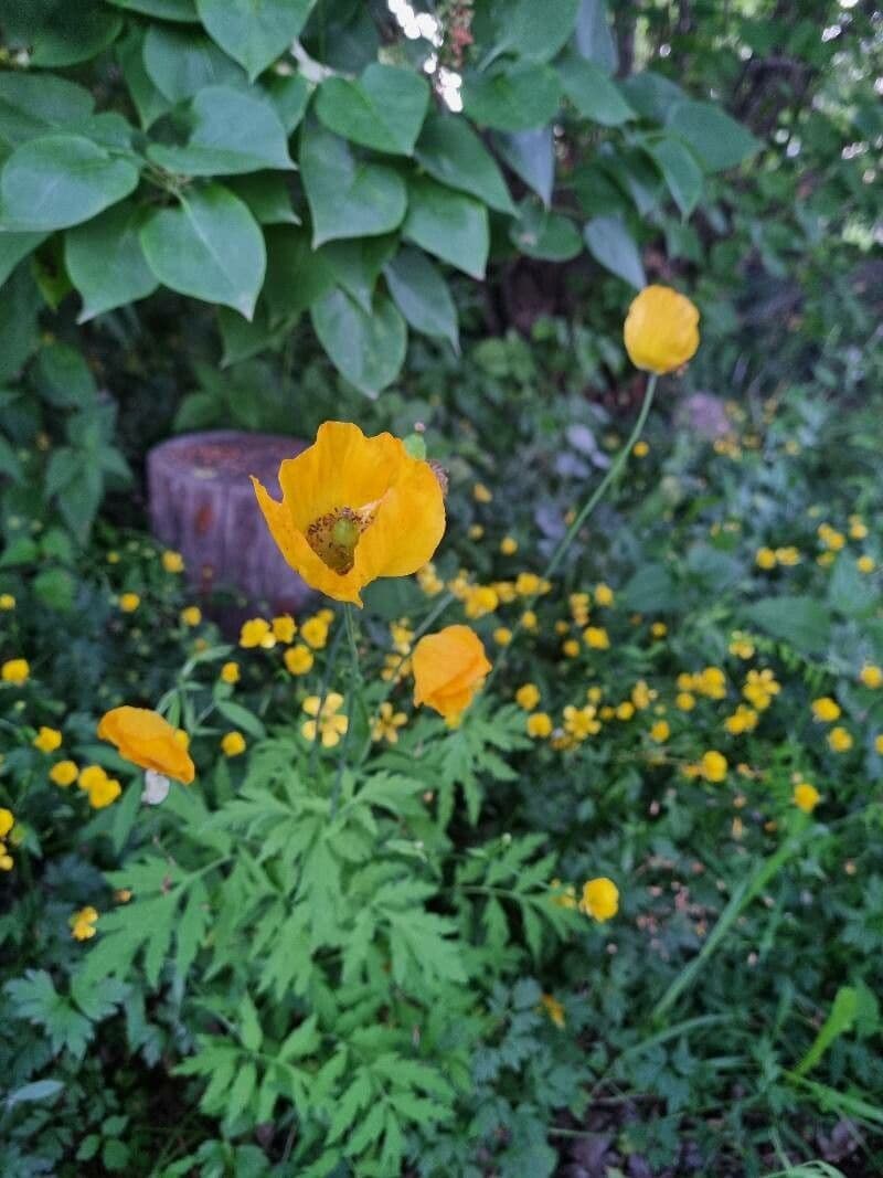 Wald-Scheinmohn 7
