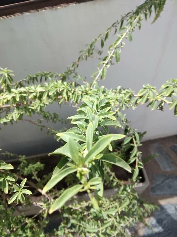 Aloysia 4