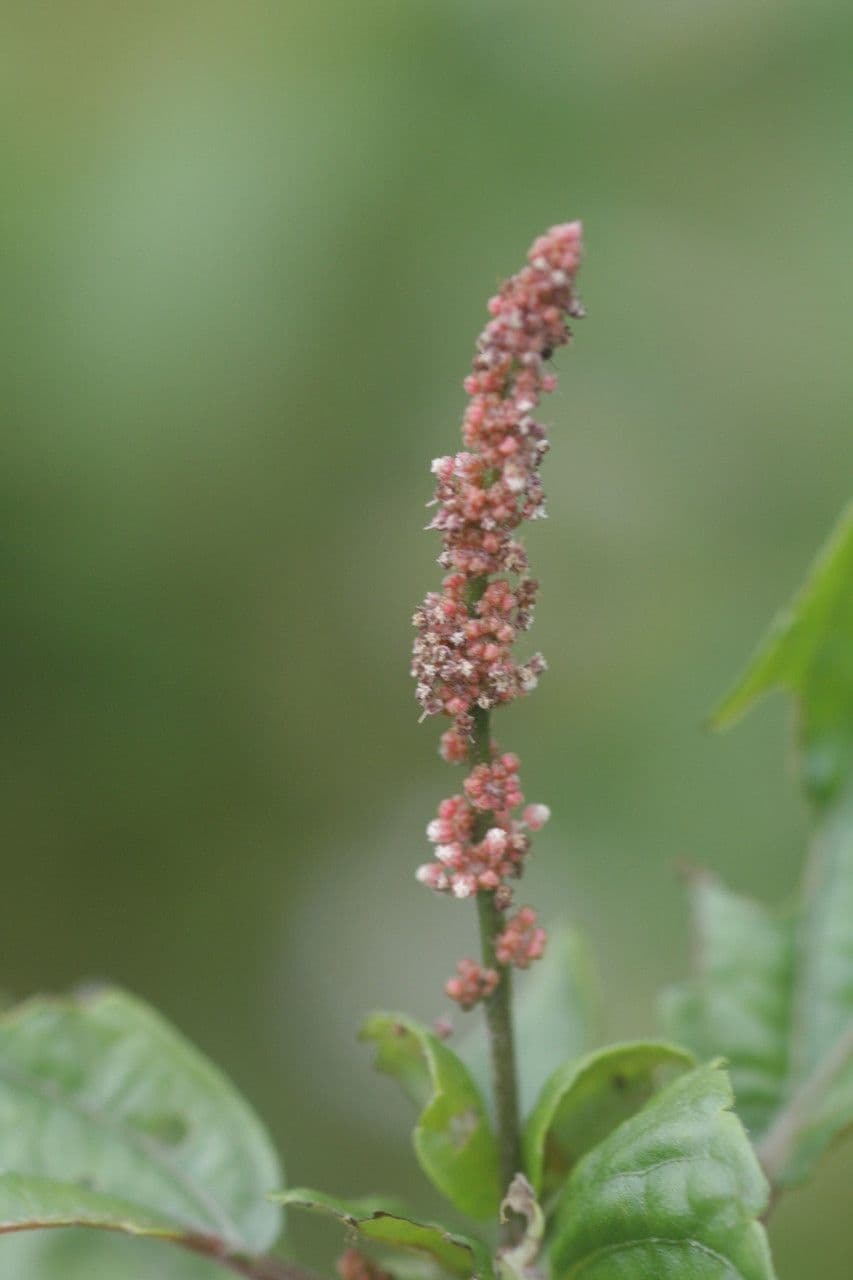 Acalypha australis 5