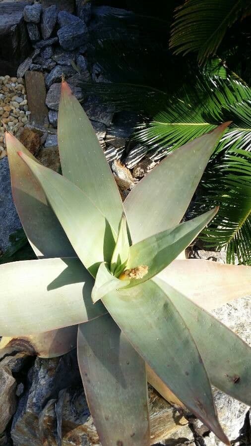 Aloe striata 12