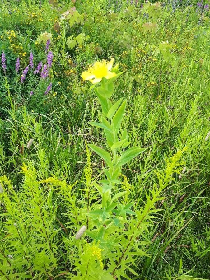 Millepertuis ascyron 9