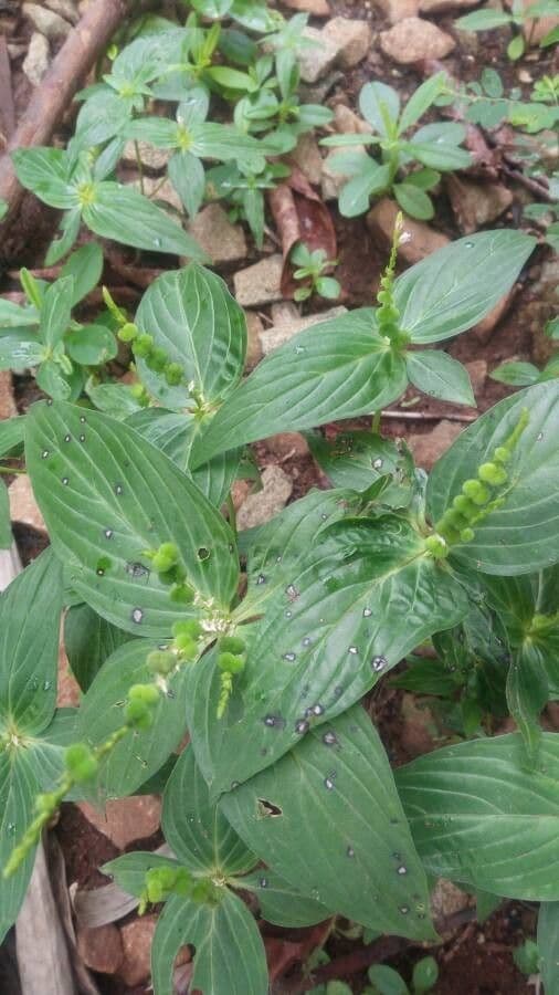 Spigelia 17