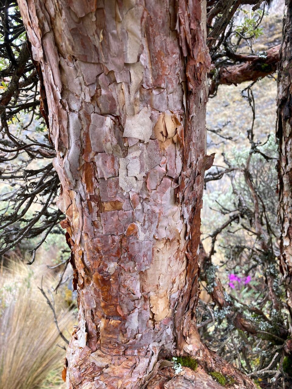 Polylepis sericea 11