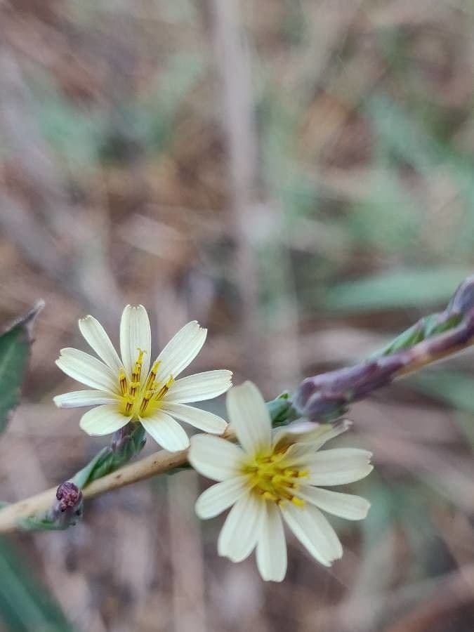 Lactuca saligna 6