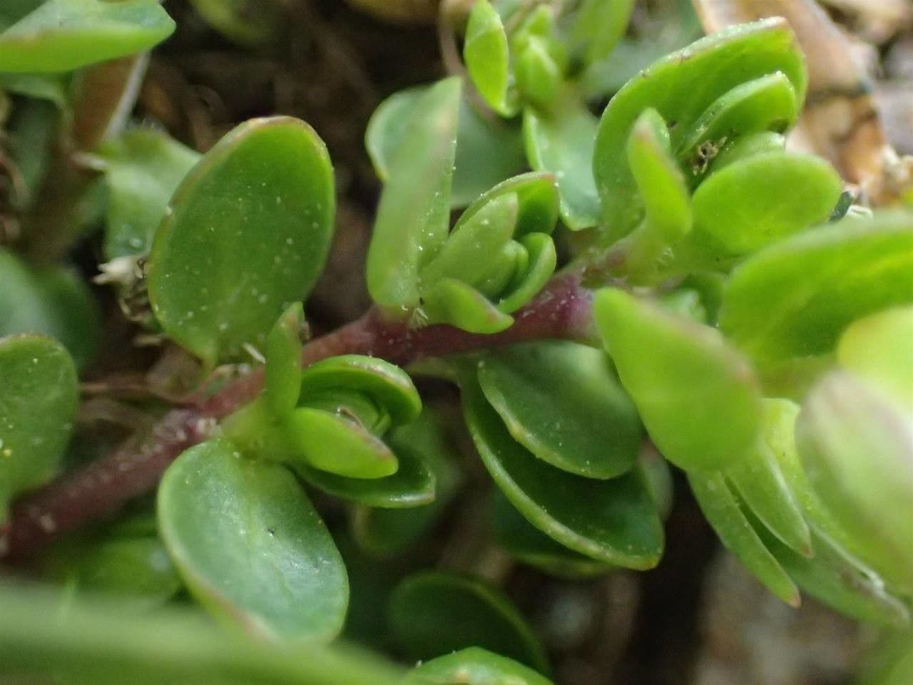 Arenaria biflora 9