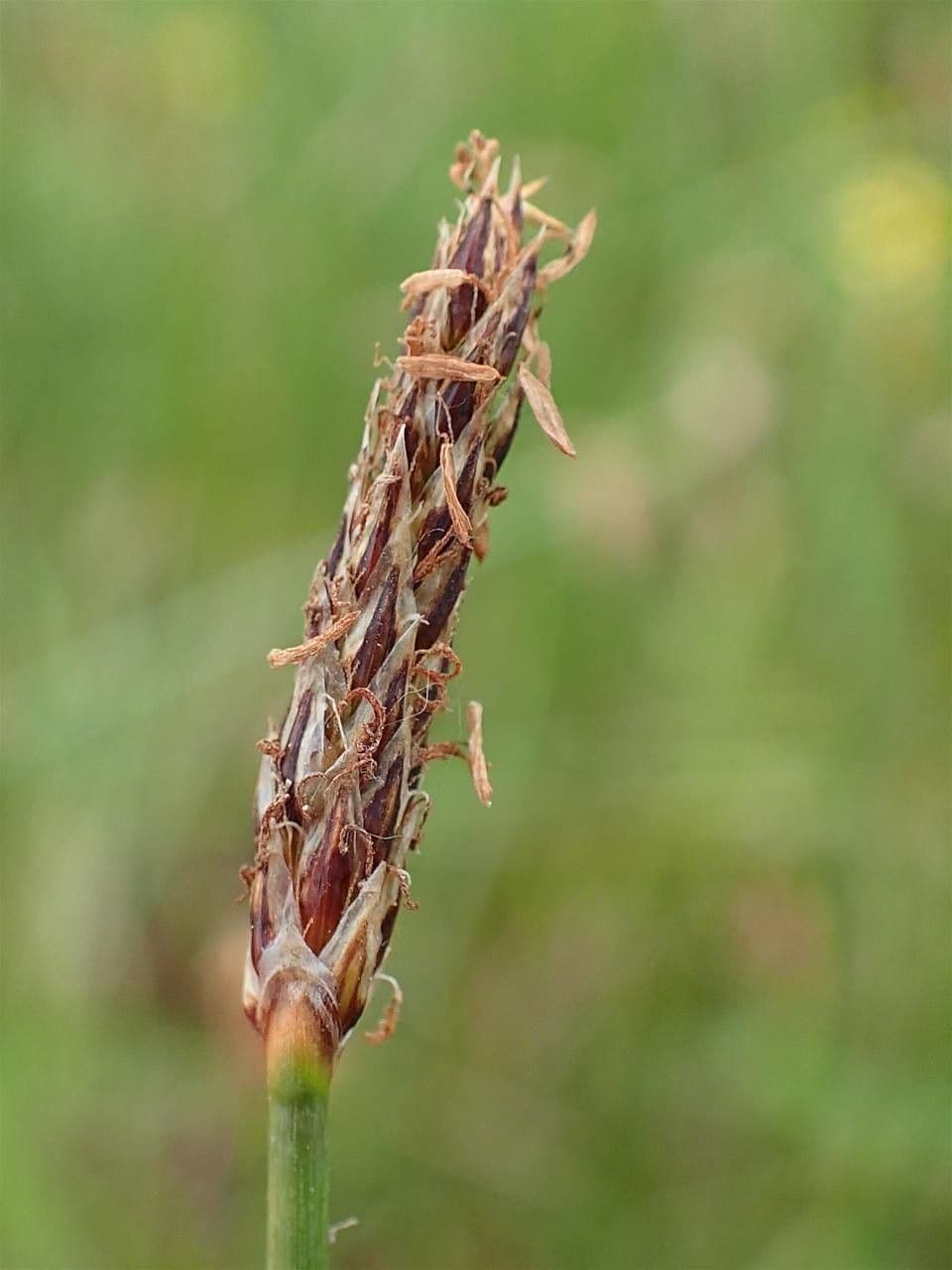 Giunchina comune