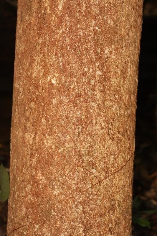 Hevea guianensis