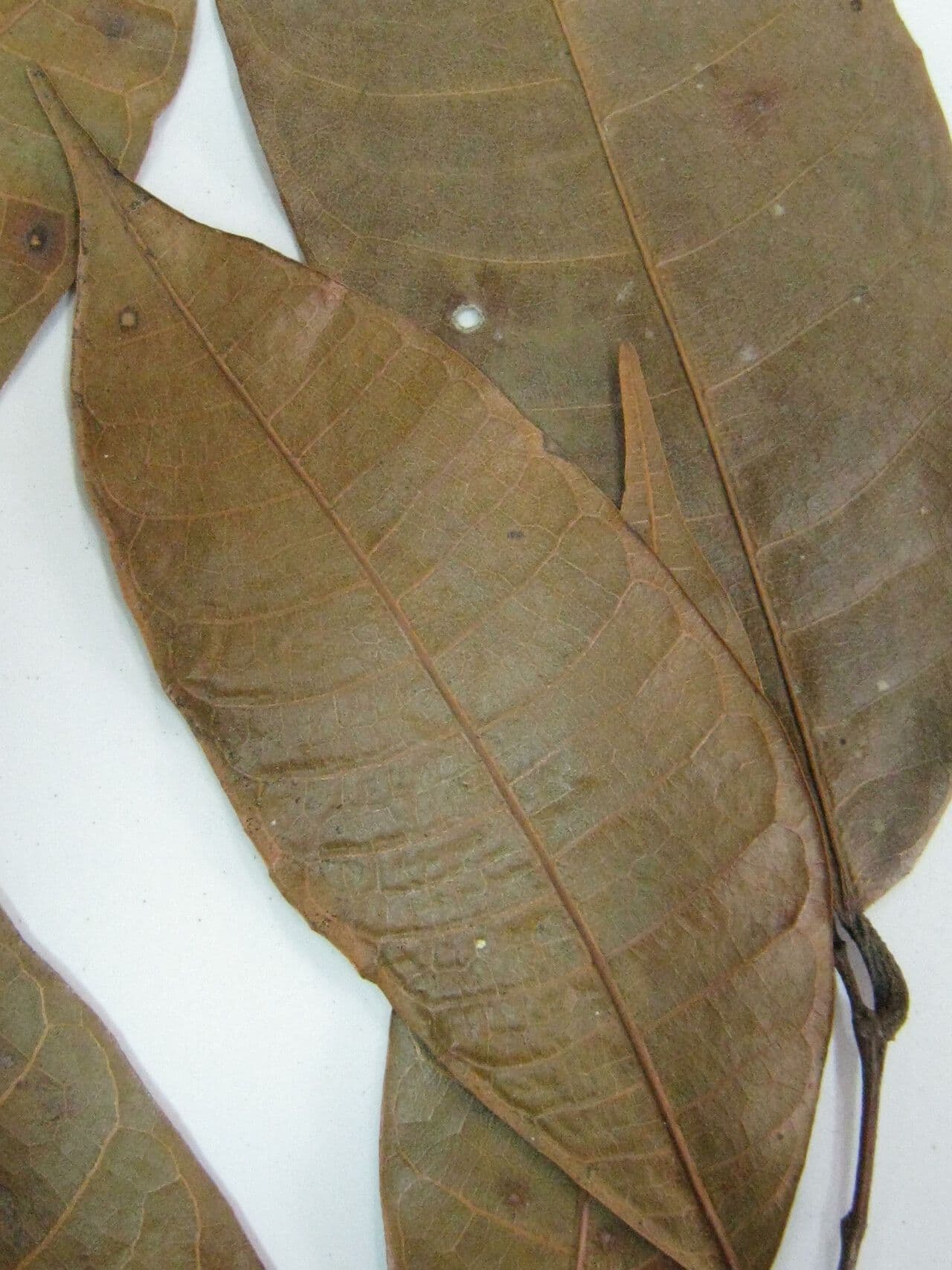 Pseudolmedia 5