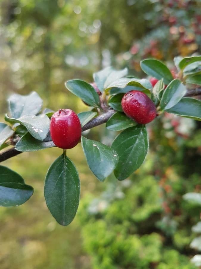 Cotoneaster 17