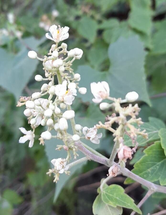 Serjania glabra 5