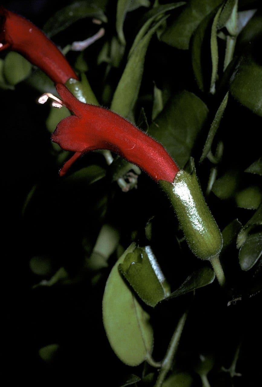 Aeschynanthus