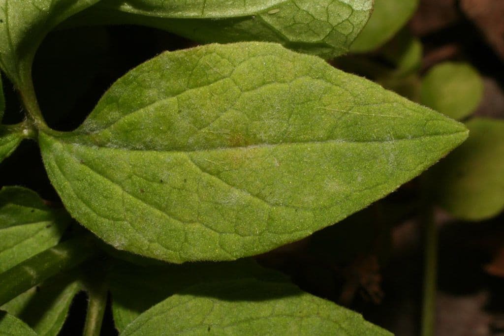 Valeriana pauciflora 15