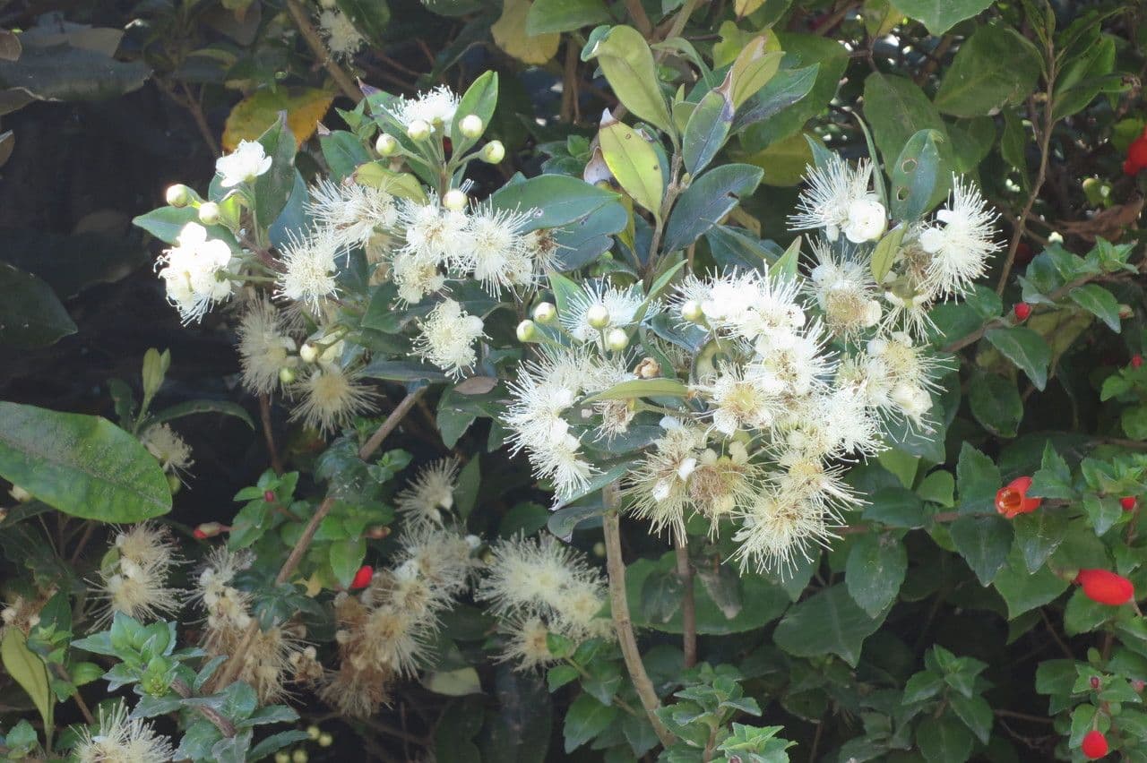Amomyrtus meli 15