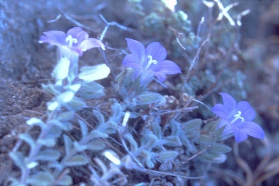 Campanula mollis 3