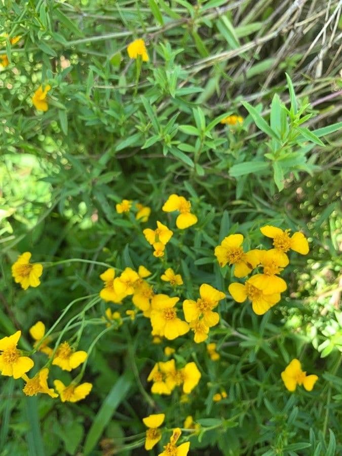 Tagetes 5