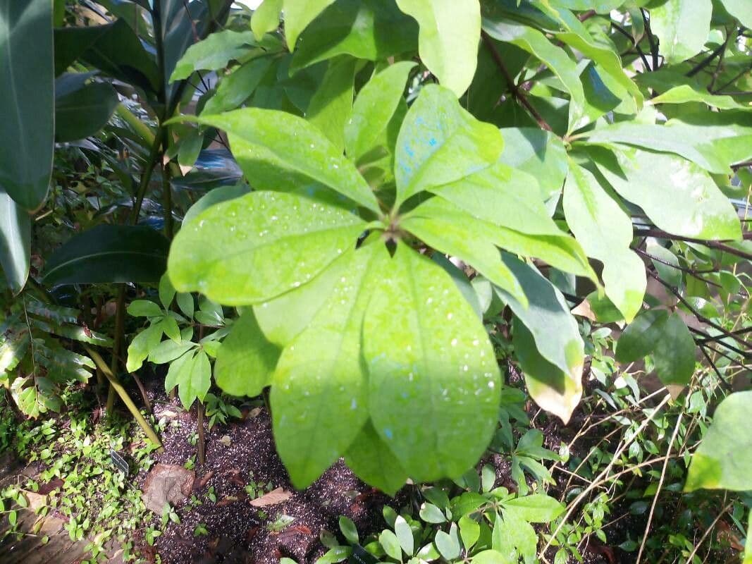 Deherainia 2