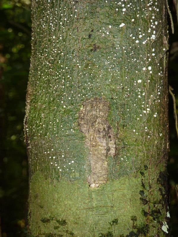 Dodecastigma 3