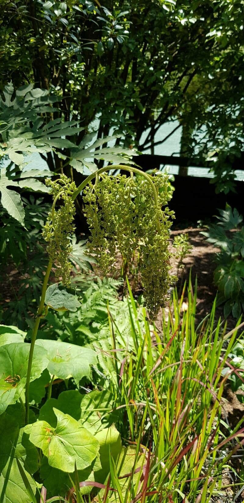 Astilboides