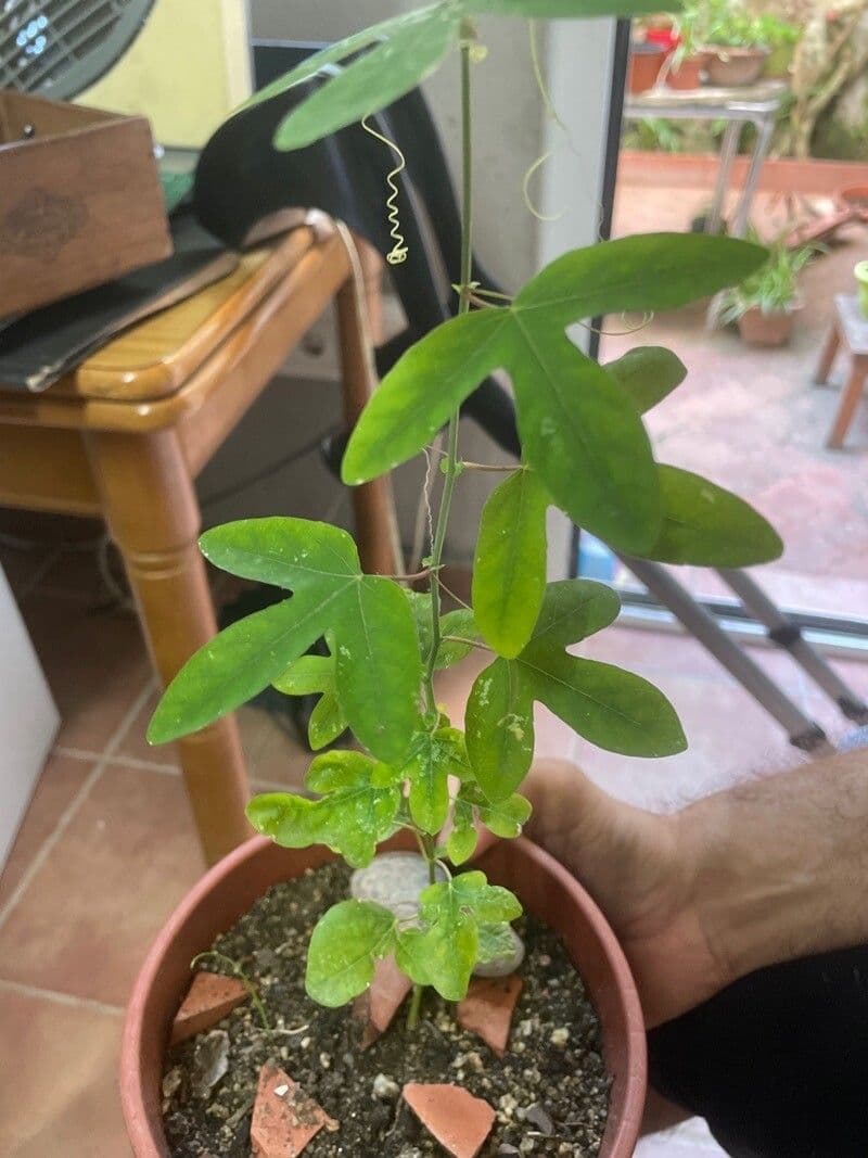 Passiflora ametista 10