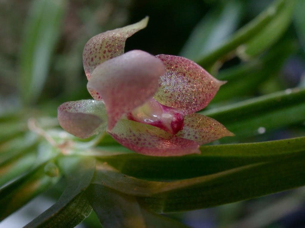 Dichaea 2