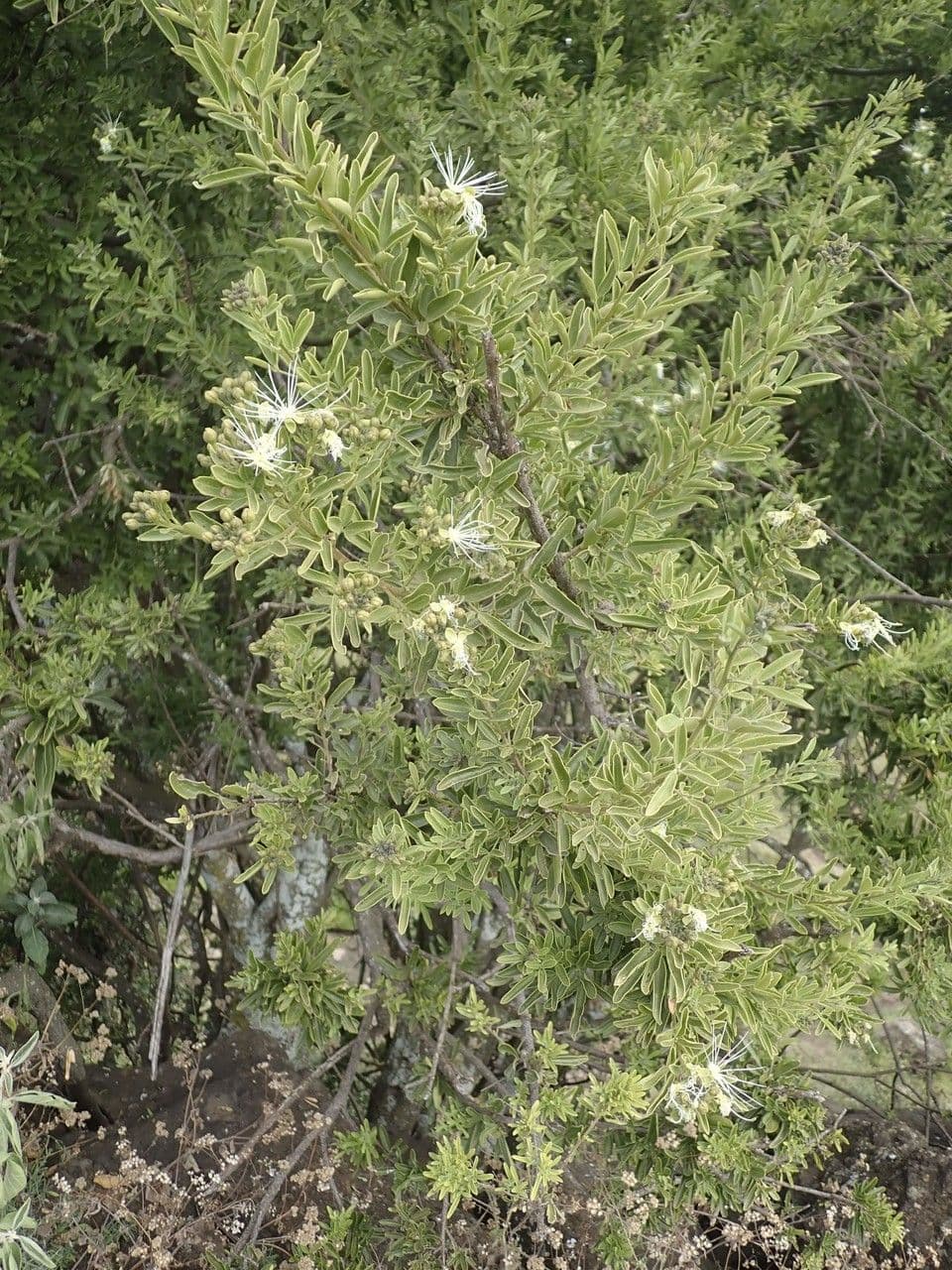 Maerua triphylla 7
