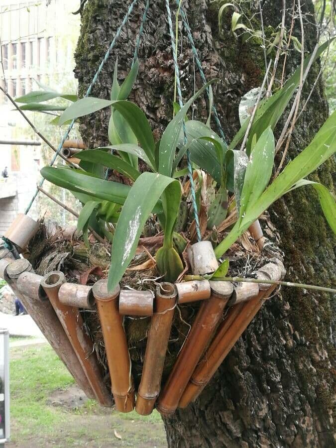 Oncidium ptasiodziobe 10
