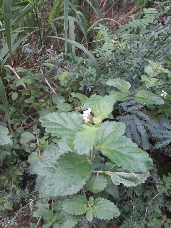 Lantana 16