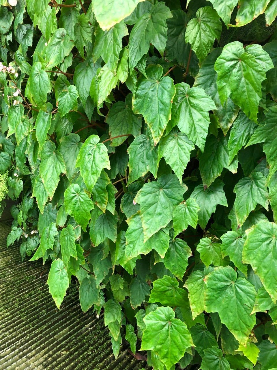 Begonia formosana 7
