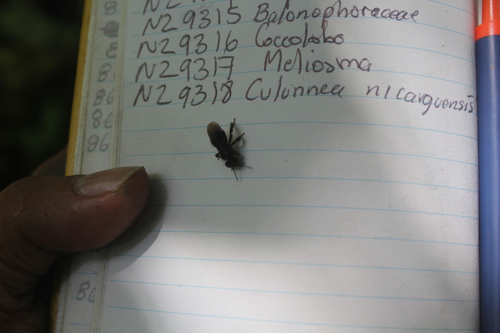 Meliosma 6