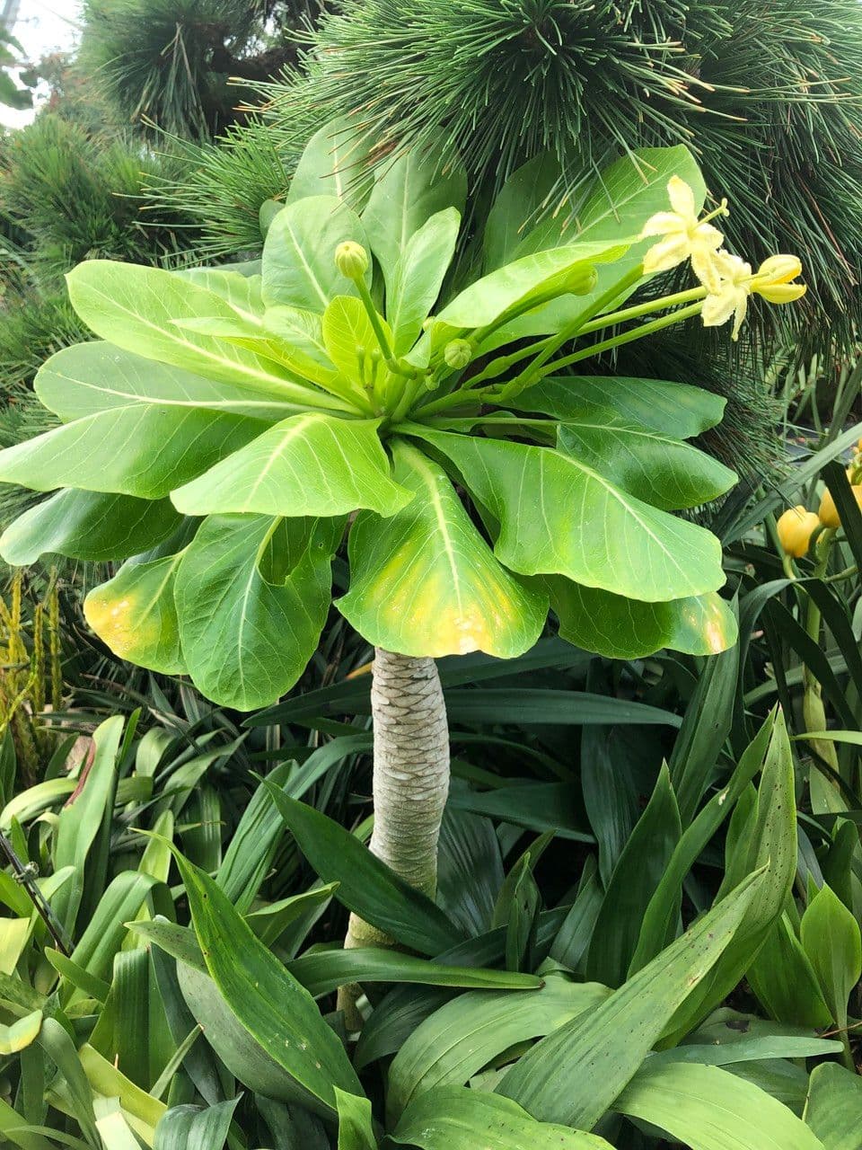 ʻŌlulu 13