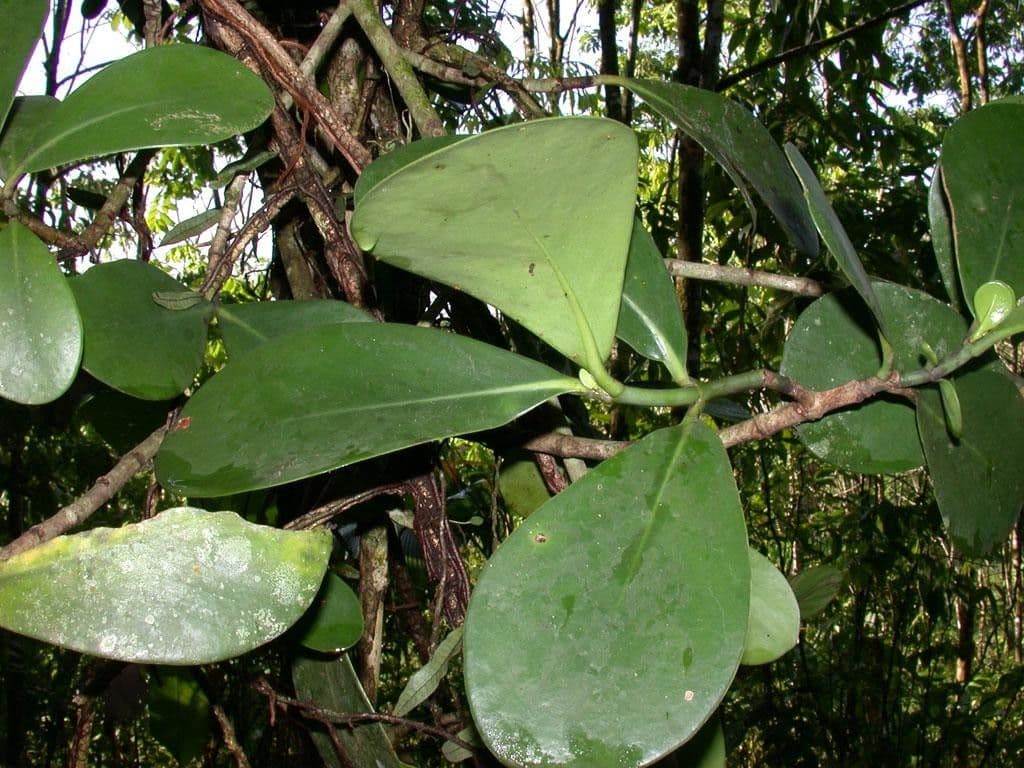 Clusia gialla 12