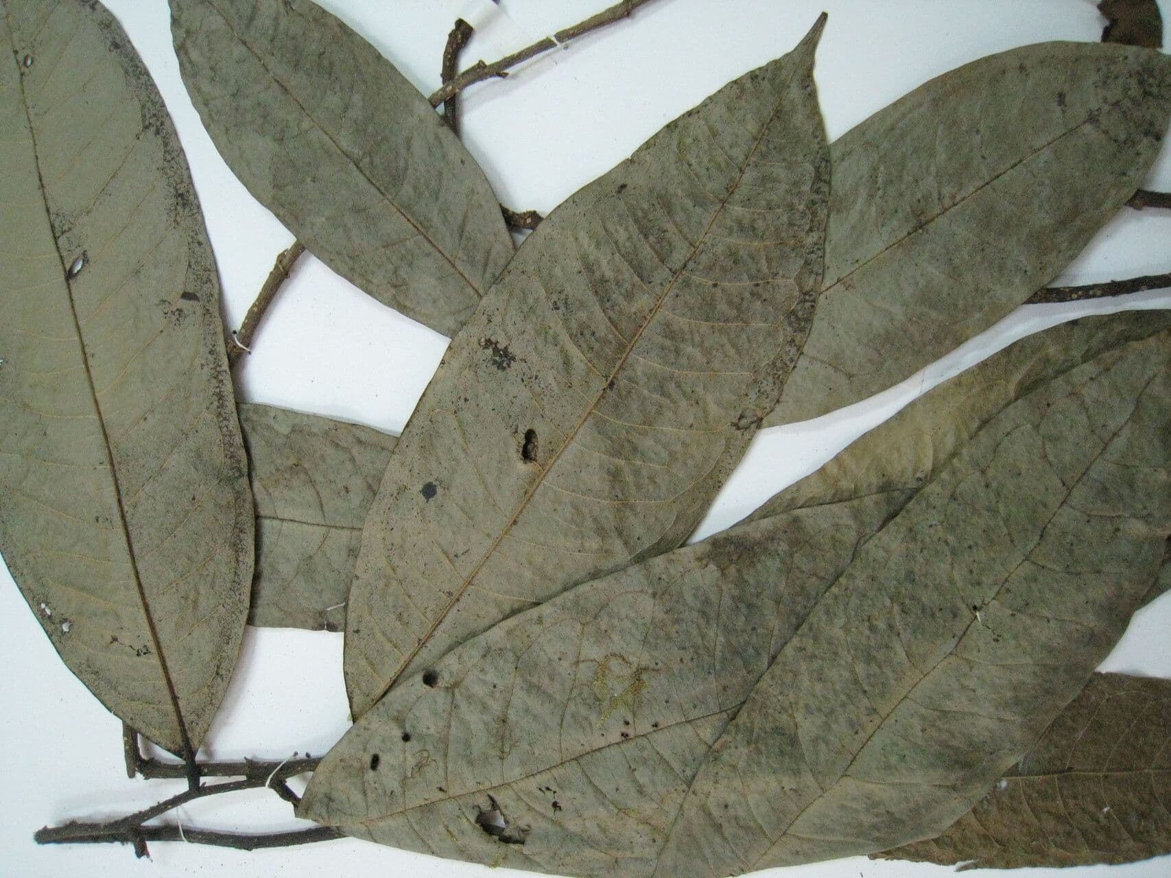 Duguetia 18
