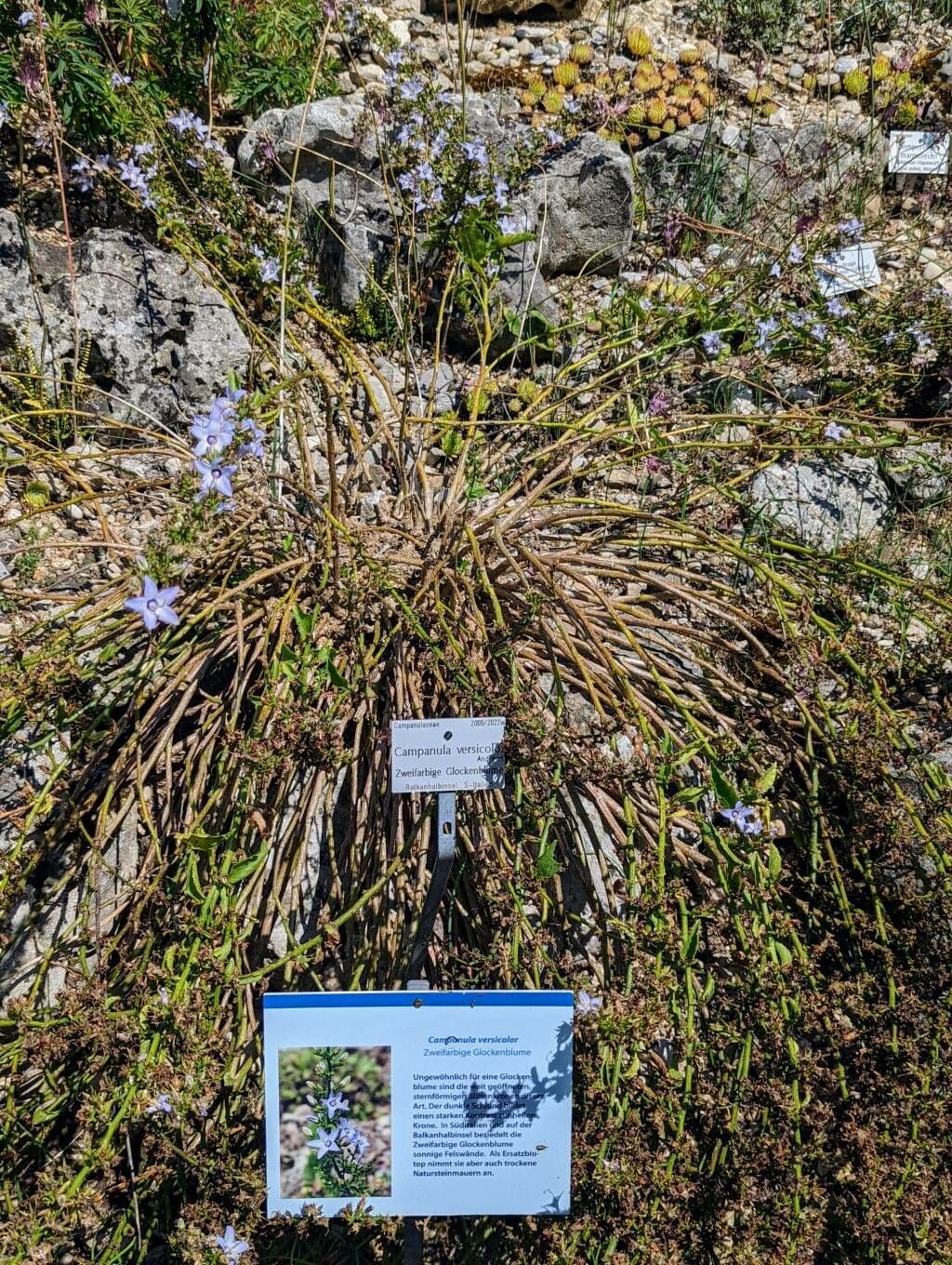 Campanula versicolore 7