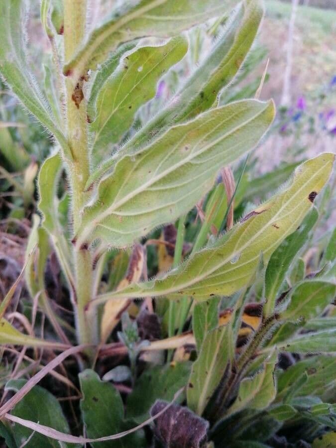 Echium cretico 14